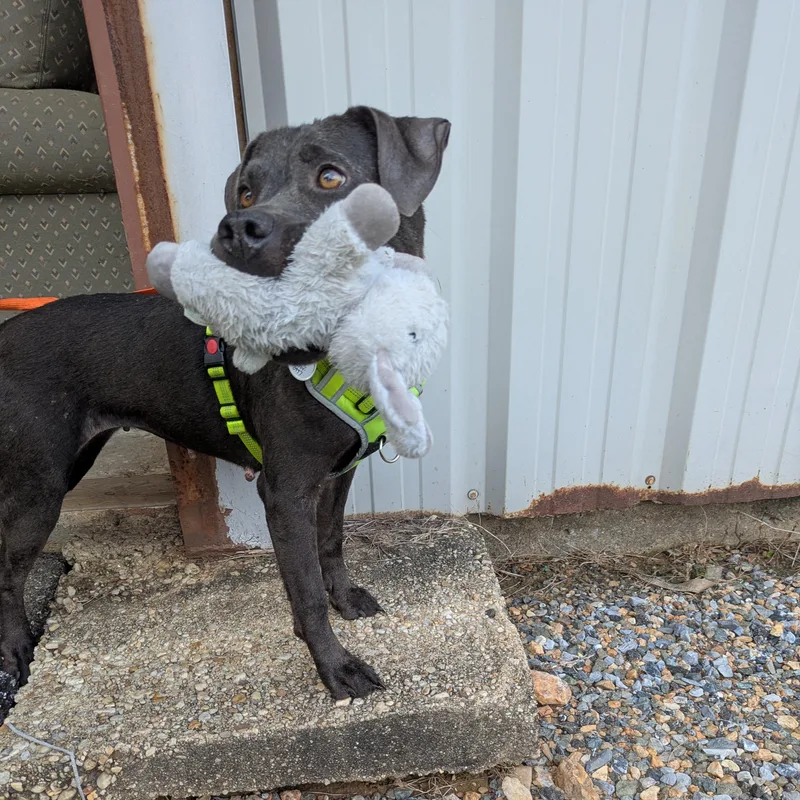 Truffles thumbnail 3