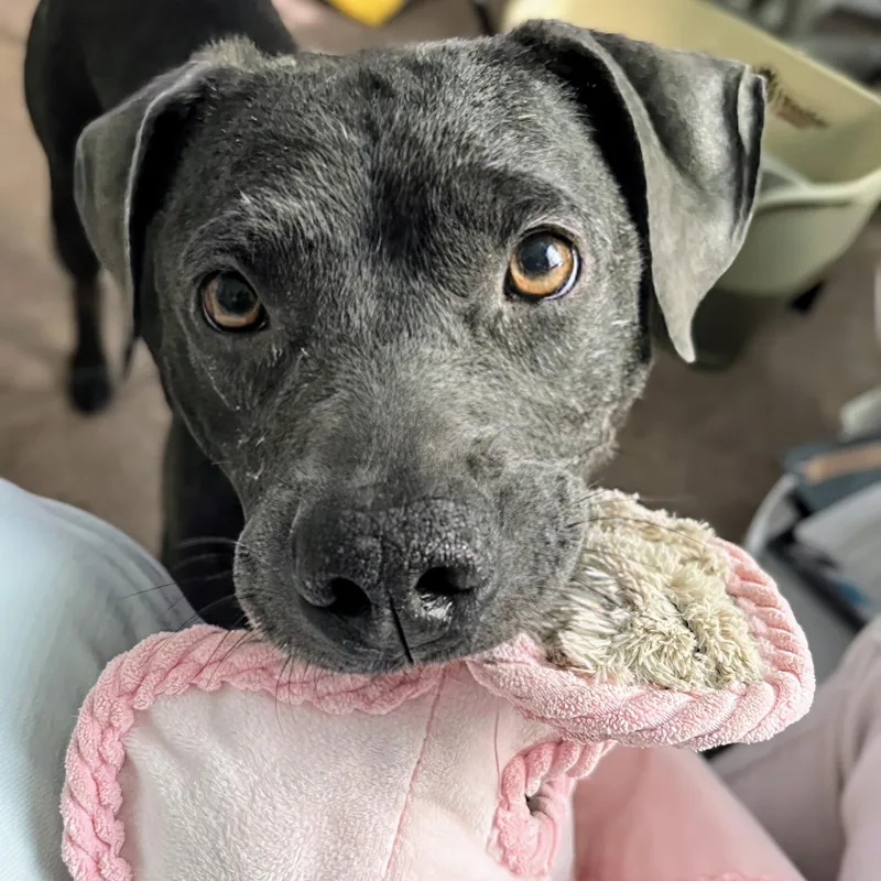 Truffles thumbnail 5