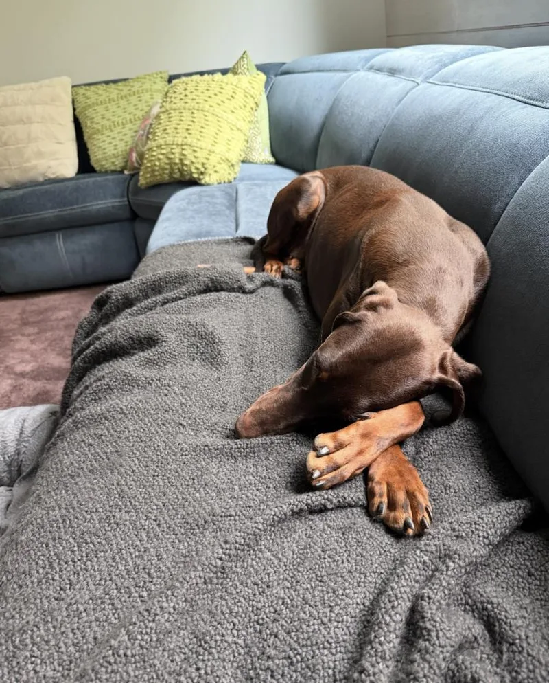 An adult large-sized female Tricolor (Brown, Black, & White) Doberman Pinscher dog named Diva for adoption in Brewster , NY