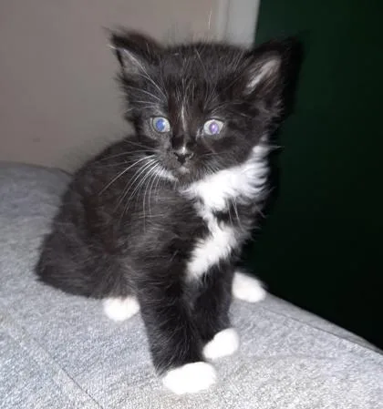 A baby small-sized male Domestic Long Hair cat named Liam for adoption in Fort Worth, TX