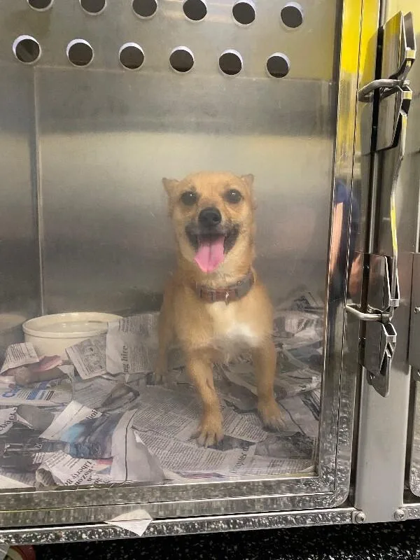 An adult small-sized male Golden Chihuahua dog named Spyke for adoption in Jackson, TN