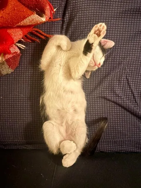 A baby medium-sized male Domestic Short Hair cat named Stewart for adoption in Minneapolis, MN