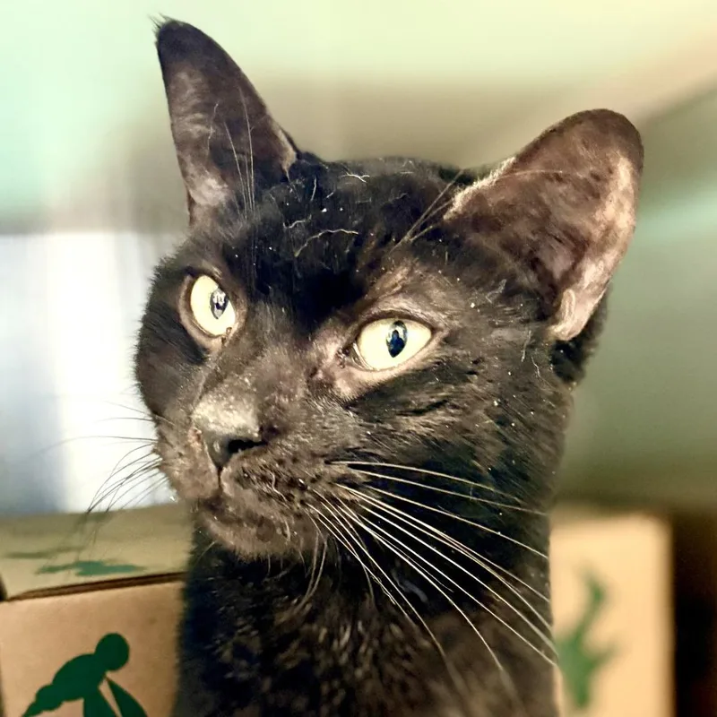 An adult medium-sized male Black Domestic Short Hair cat named Creature for adoption in Fairport, NY