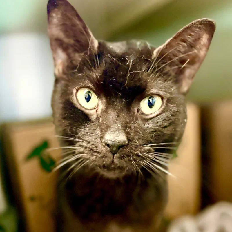 Creature thumbnail 2