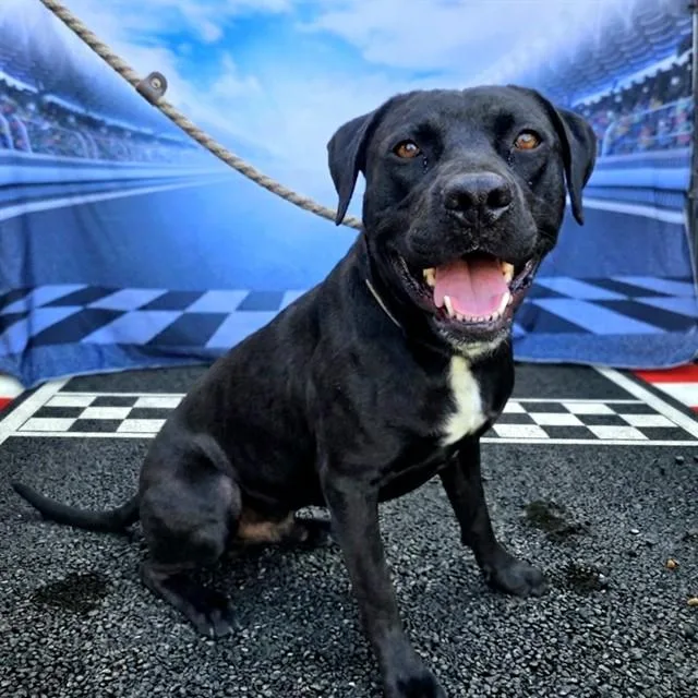 A young large-sized male Labrador Retriever dog named Cisco for adoption in Long Beach, CA