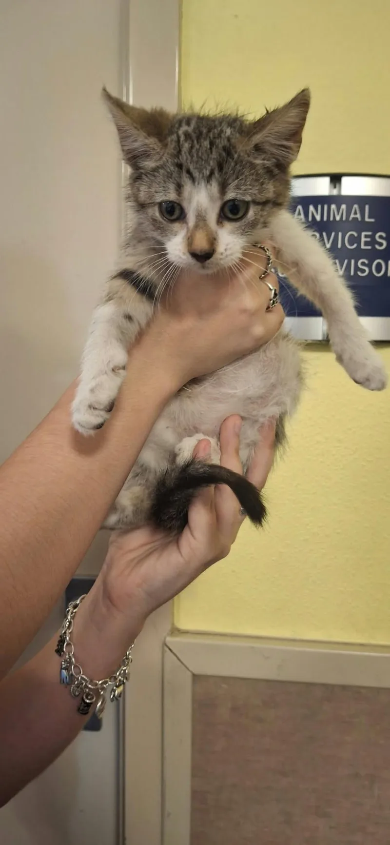A baby small-sized female Domestic Short Hair cat named Pecan for adoption in Rockwall, TX