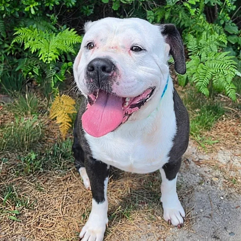 An adult large-sized male Black American Bulldog dog named Gordo for adoption in Manahawkin, NJ
