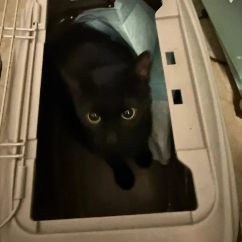 A young medium-sized female Black Domestic Short Hair cat named Shiba for adoption in Medina, OH