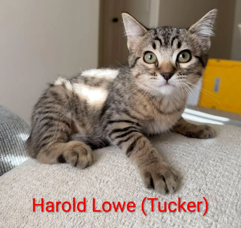 A baby medium-sized male Tabby (Brown / Chocolate) Domestic Short Hair cat named th Officer Harold Lowe for adoption in Logan, UT