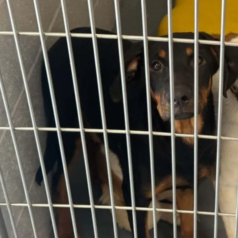 An adult medium-sized male Black Shepherd dog named Gizmo for adoption in Kingman, AZ
