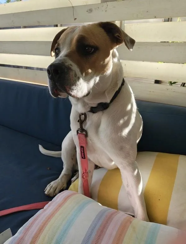 A young large-sized male Boxer dog named Gus for adoption in Austin, TX