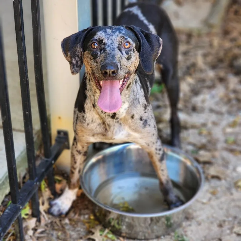 An adult medium-sized female Gray / Blue / Silver Catahoula Leopard Dog dog named Meadow for adoption in Montgomery, AL