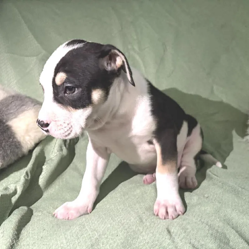 A baby medium-sized male Black Mixed Breed dog named Beamer for adoption in Fredericksburg, VA