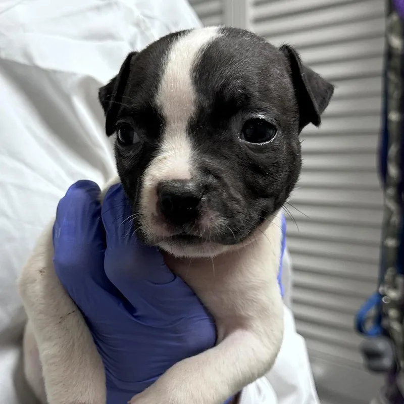 A baby small-sized female Black Mixed Breed dog named Top Ramen for adoption in Troy, IL