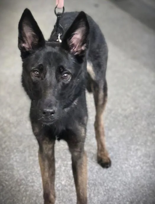 A young medium-sized female Belgian Shepherd / Malinois dog named Betty Davis for adoption in Los Angeles, CA