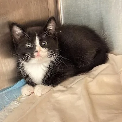 A baby small-sized female Black Domestic Short Hair cat named Enid for adoption in Tampa, FL