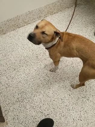 An adult medium-sized female Mixed Breed dog named Mizzy for adoption in Atlanta, GA