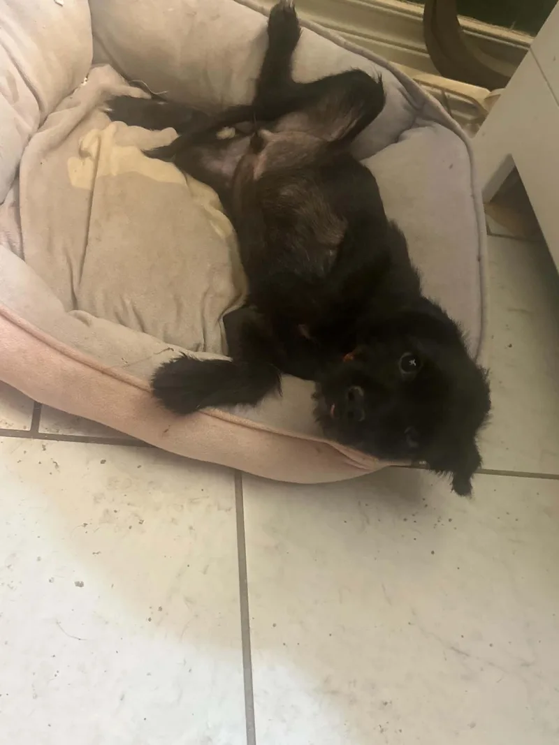 Alfie