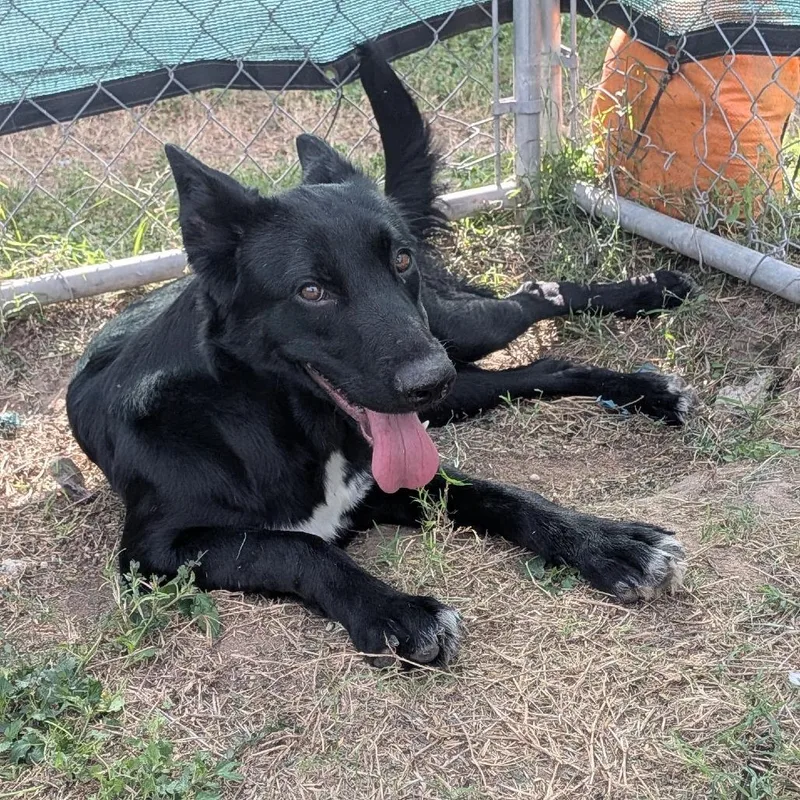 A young medium-sized female Black Shepherd dog named Comic for adoption in Stephens City, VA