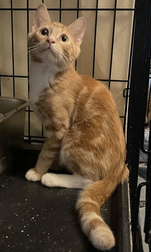 A baby medium-sized male Orange & White Domestic Short Hair cat named Porschio ORT for adoption in Missouri City, TX