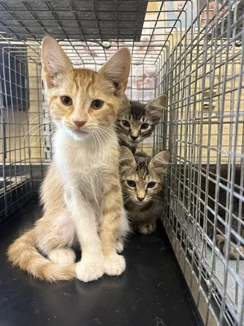 A baby small-sized female Domestic Medium Hair cat named Tortellini for adoption in Fort Myers, FL