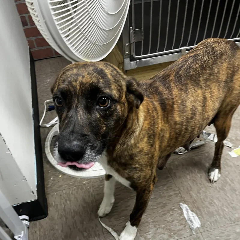 An adult medium-sized female Plott Hound dog named Galaxy for adoption in Portland, ME