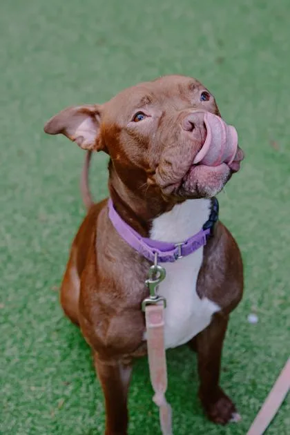 Snickers thumbnail 2