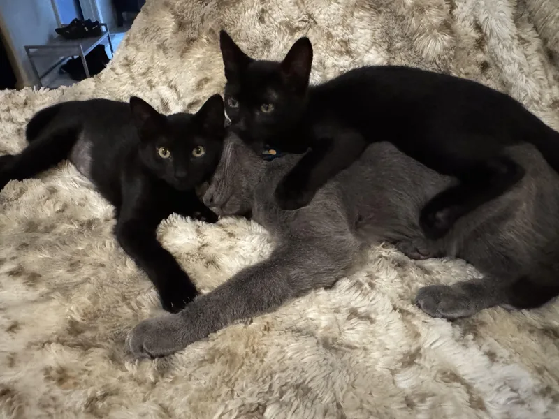 A baby small-sized male Black Domestic Short Hair cat named Bones for adoption in New Orleans, LA