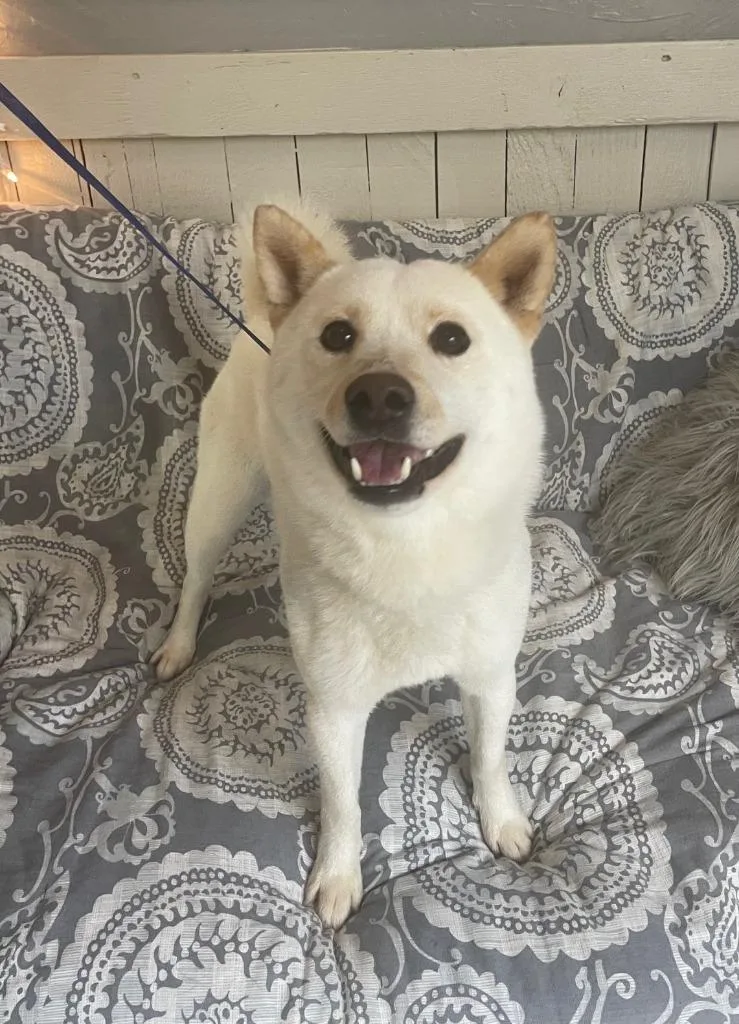A young medium-sized male Jindo dog named Squirrel for adoption in Fort Worth, TX