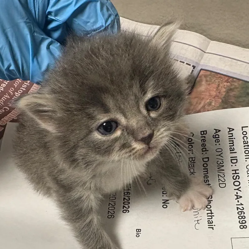 A baby small-sized male Gray / Blue / Silver Domestic Short Hair cat named Biscuit for adoption in Yuma, AZ