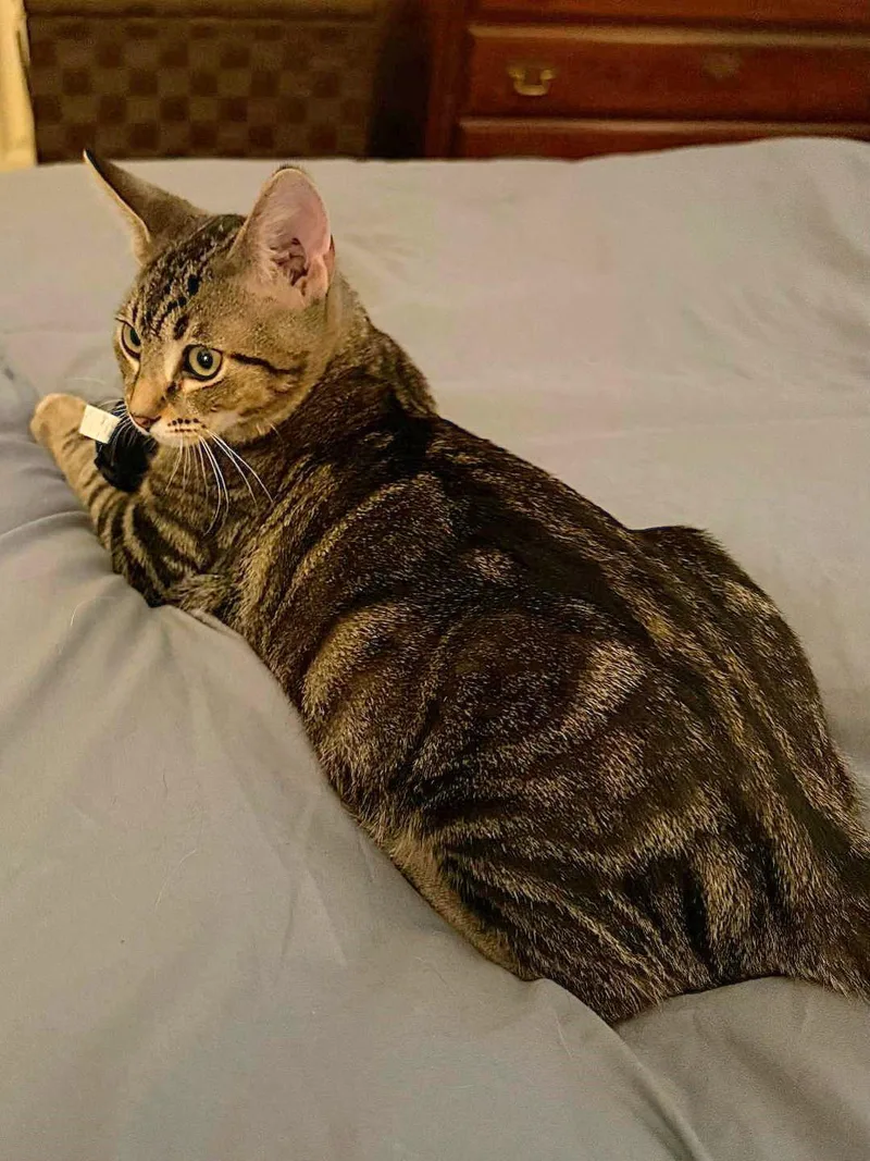 Lotsa Meows thumbnail 2