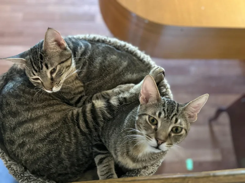 Lotsa Meows thumbnail 3