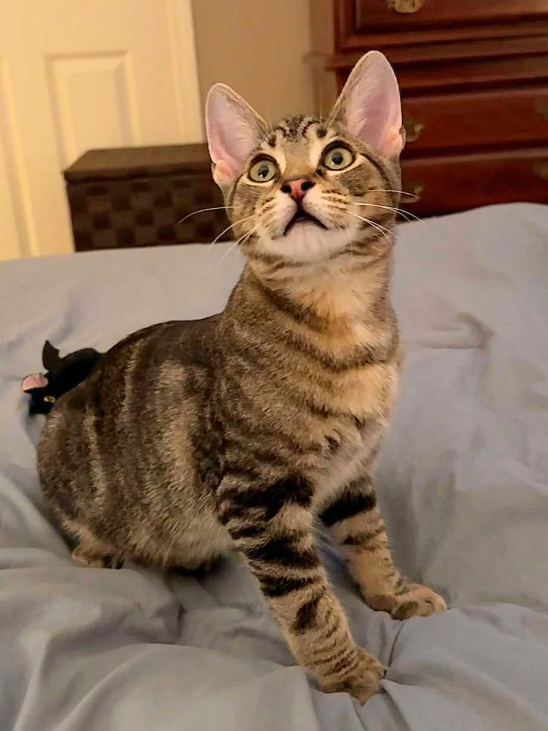 Lotsa Meows thumbnail 4