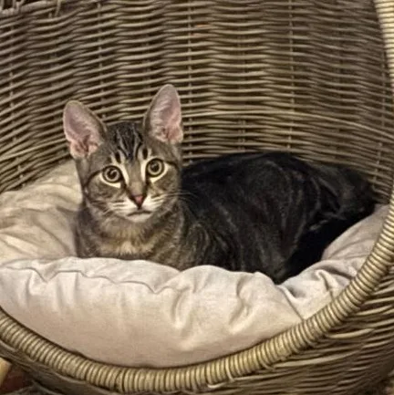 Lotsa Meows thumbnail 5