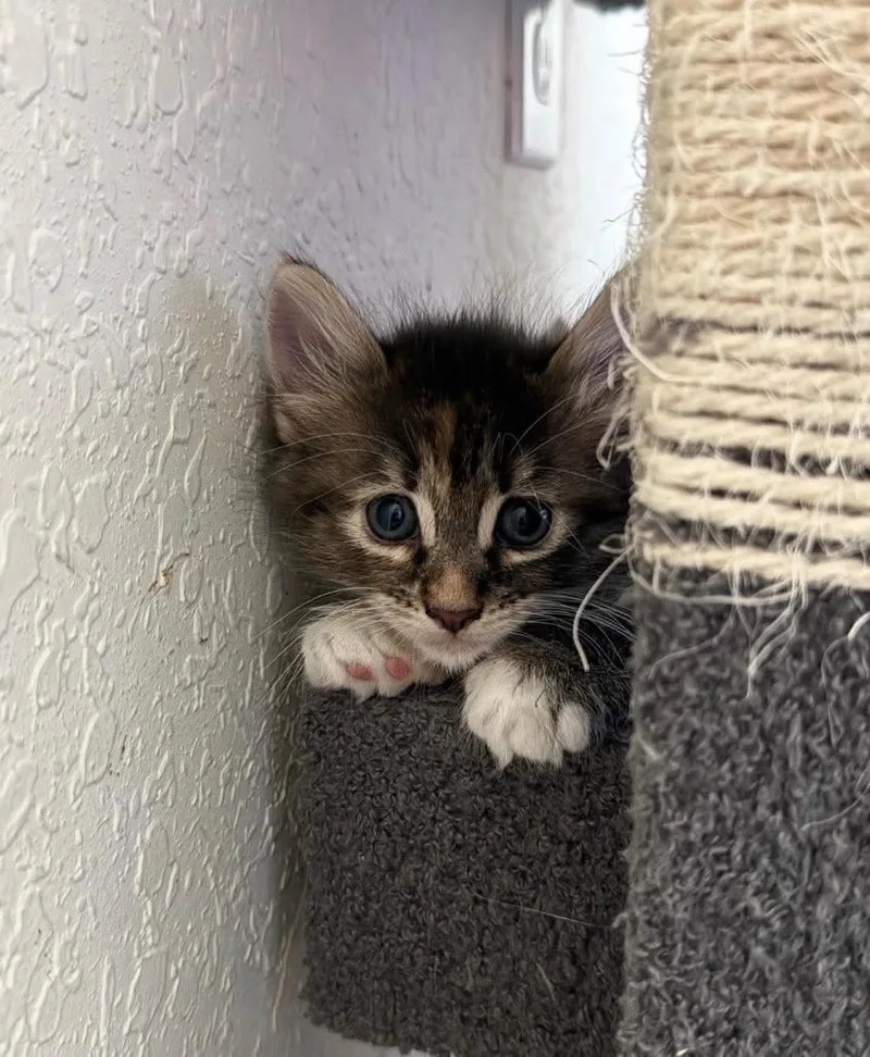 A baby small-sized female Domestic Short Hair cat named Gingy for adoption in Sebastian, FL