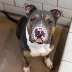 An adult large-sized male Pit Bull Terrier dog named Bronco D for adoption in Princeton, MN