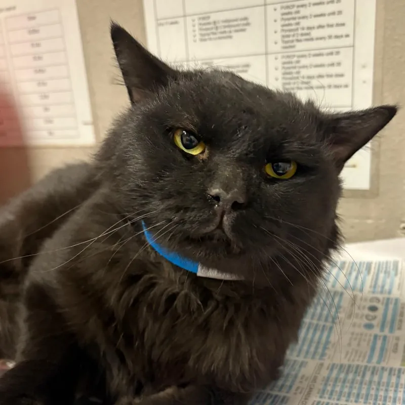 An adult large-sized male Black Domestic Short Hair cat named Lurch for adoption in Yuma, AZ