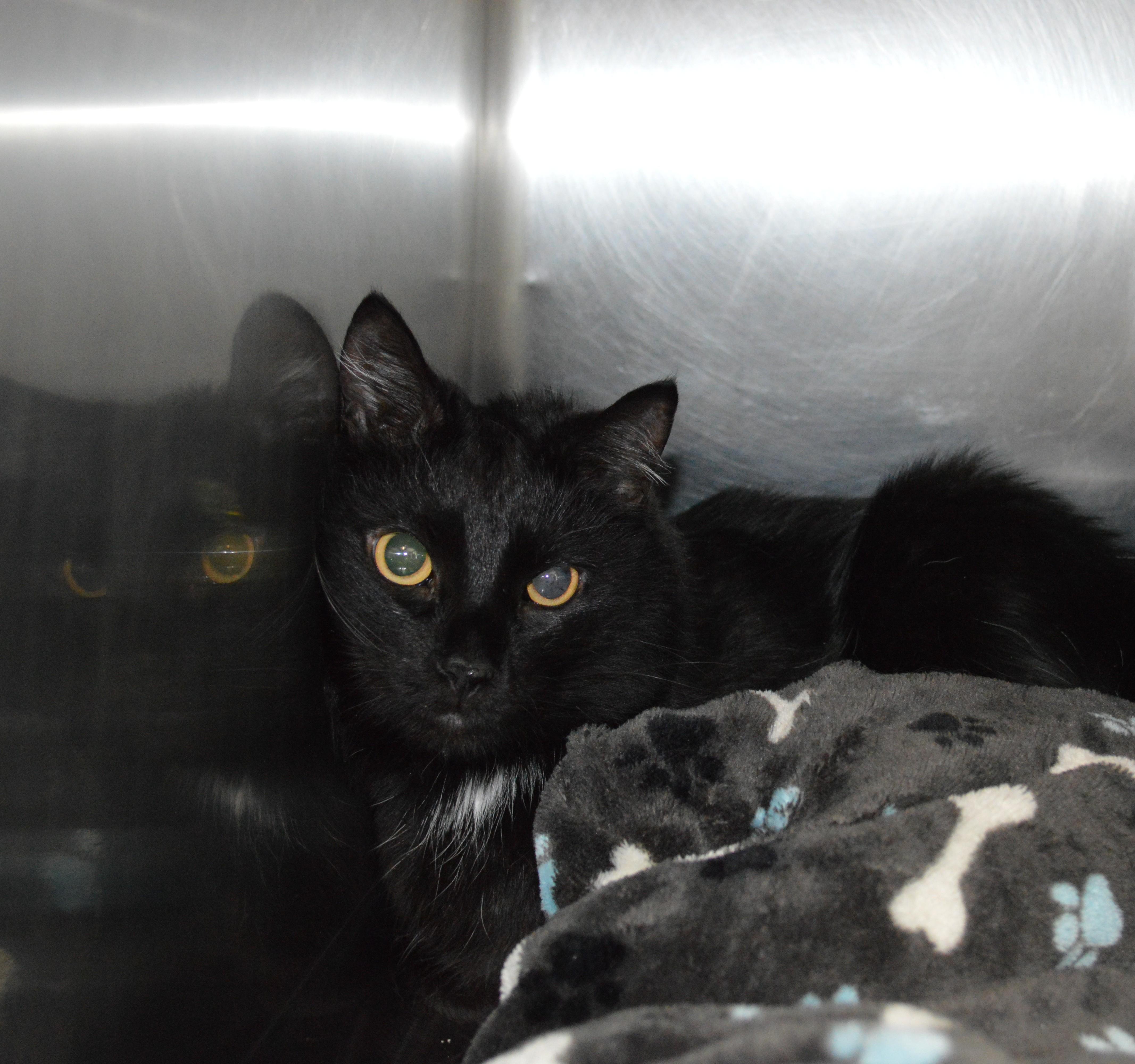 An adult medium-sized male Black & White / Tuxedo Domestic Medium Hair cat named Binx for adoption in House Springs, MO