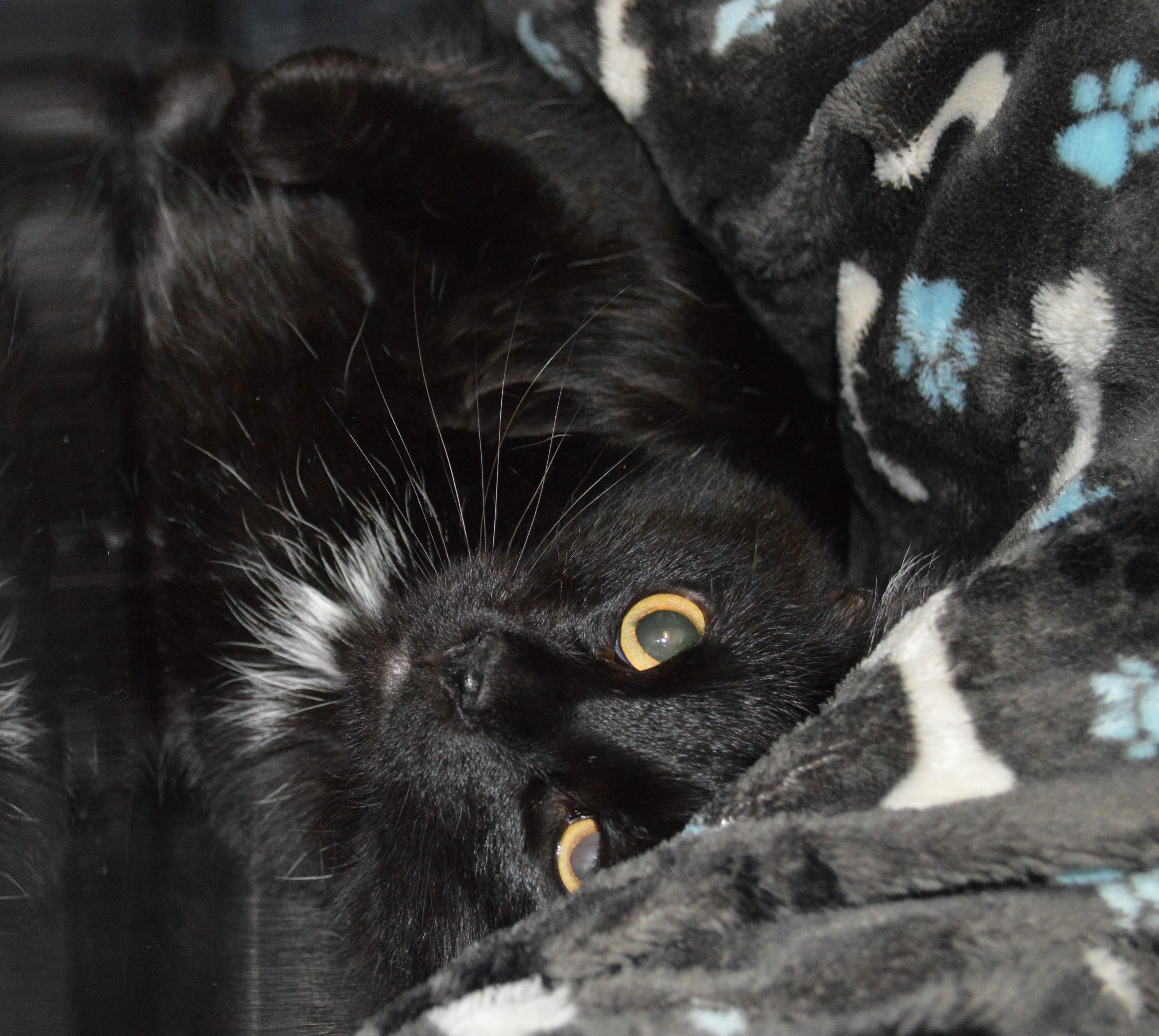 Binx thumbnail 2