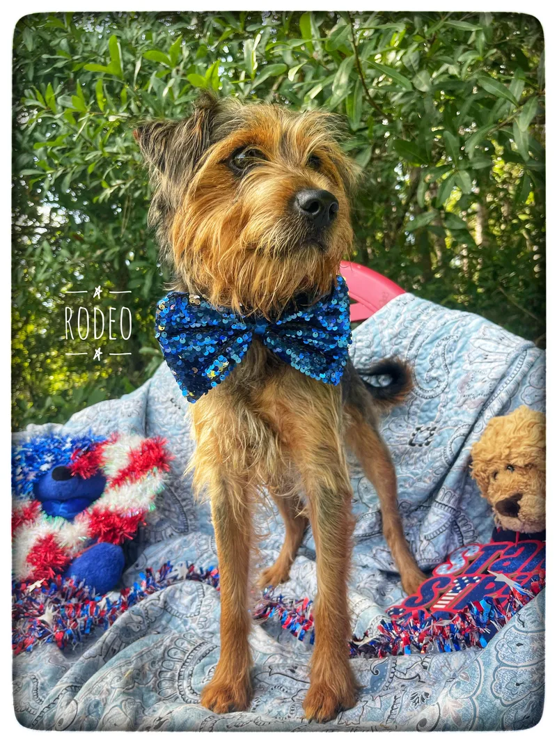 A young small-sized male Yorkshire Terrier dog named Rodeo for adoption in Sebring, FL