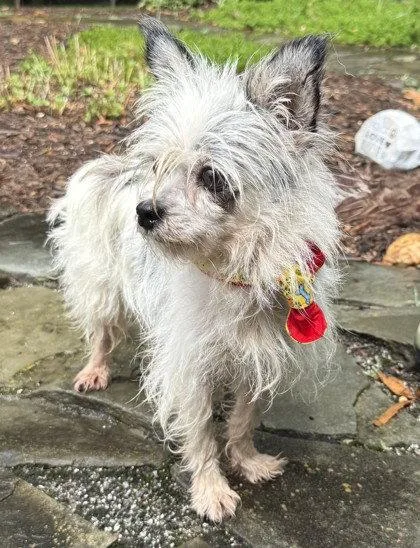 A senior small-sized male Terrier dog named Kosmo Kramer for adoption in Midland, VA