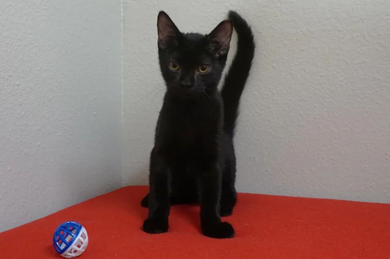A baby small-sized male Domestic Short Hair cat named Vader II for adoption in Fountain Hills, AZ