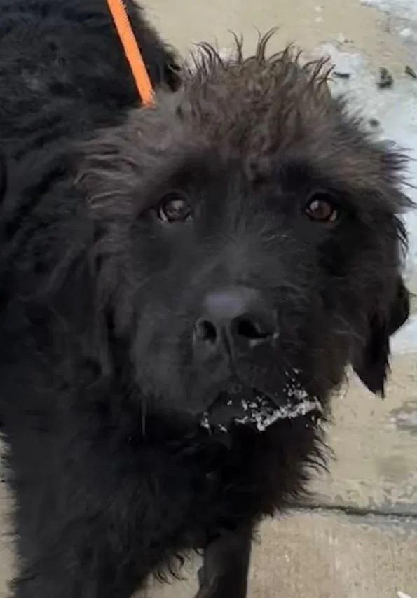 A young large-sized male Poodle dog named Kujo for adoption in Elizabethton, TN