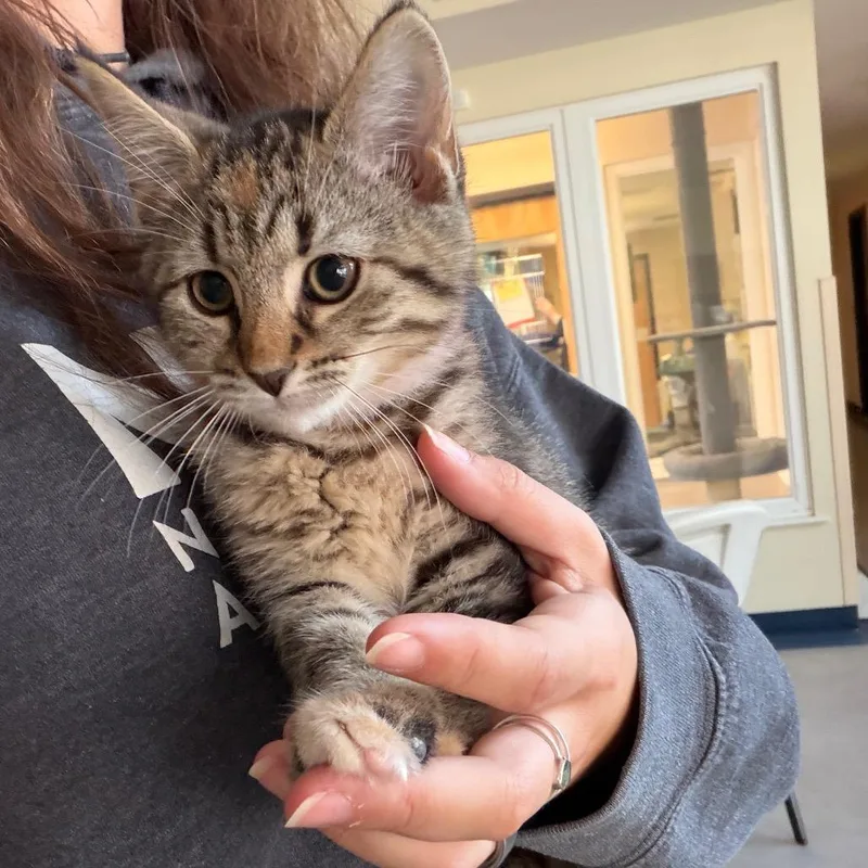 A baby small-sized female Brown / Chocolate Domestic Short Hair cat named Katya for adoption in Morrisville, VT