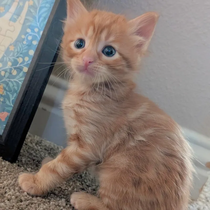 A baby small-sized male Orange / Red Domestic Short Hair cat named Xark for adoption in Austin, TX