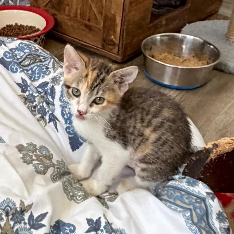 A baby small-sized female White Domestic Short Hair cat named Callie for adoption in Bastrop, TX