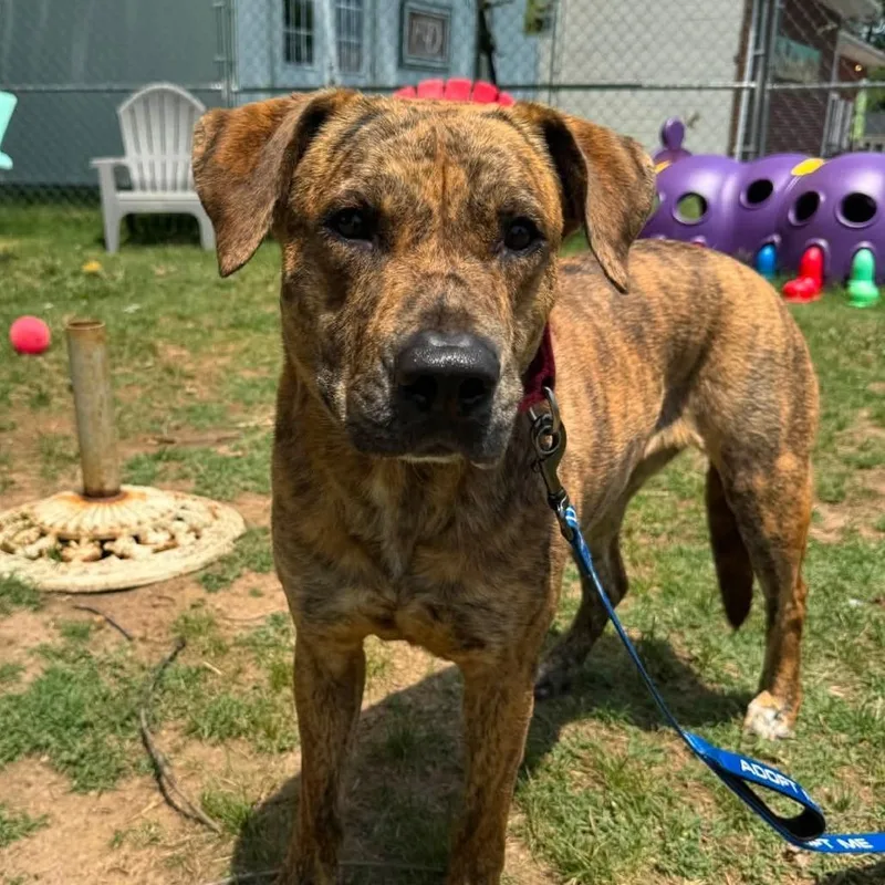 An adult small-sized female Brindle Mixed Breed dog named Jackie for adoption in Fredericksburg, VA