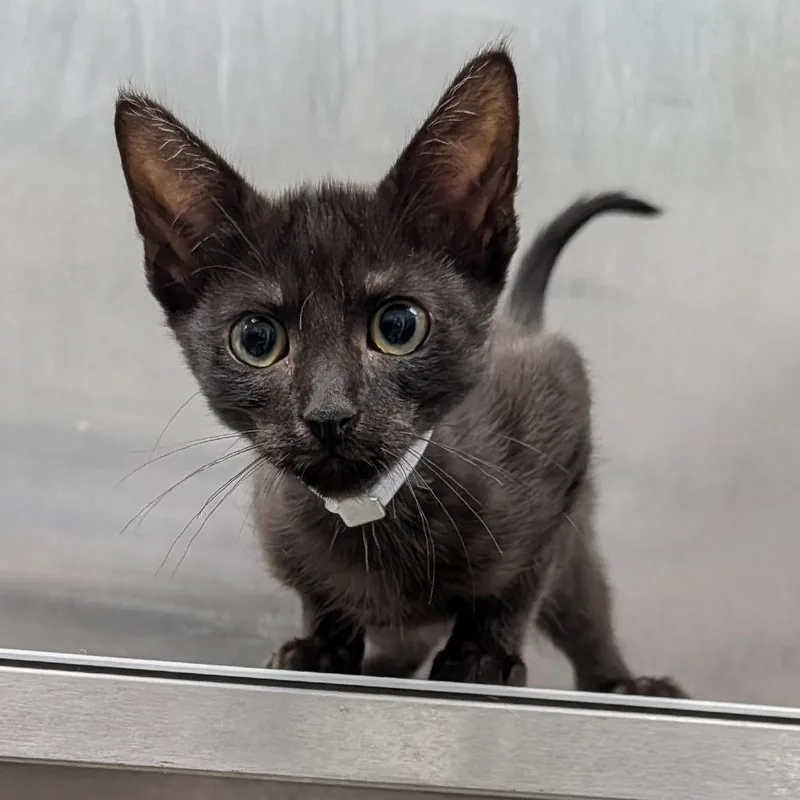 A baby small-sized female Gray / Blue / Silver Domestic Short Hair cat named Tuna for adoption in Long Beach, CA