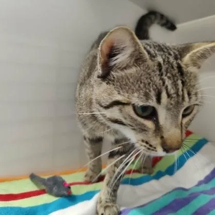 An adult medium-sized male Domestic Short Hair cat named Wegmans for adoption in Voorhees, NJ