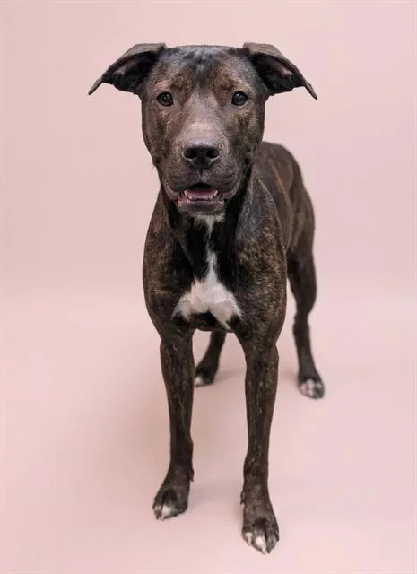 A young large-sized female Mixed Breed dog named Brownie Batter for adoption in Jacksonville, FL